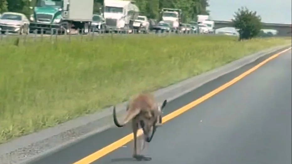 alabama-kangaroo-1834034