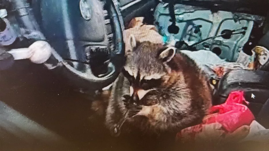 raccoon880608