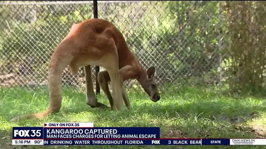angaroo-hops-down-buzzing-florida-street-after-wild-escape482070