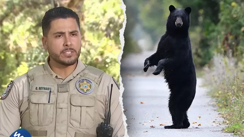 bear554706