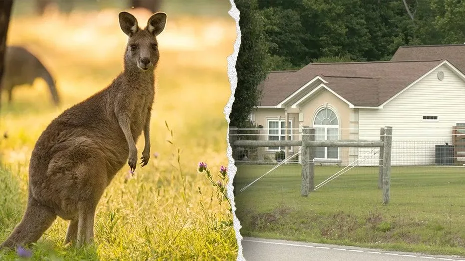 kangaroo-enclosure717538
