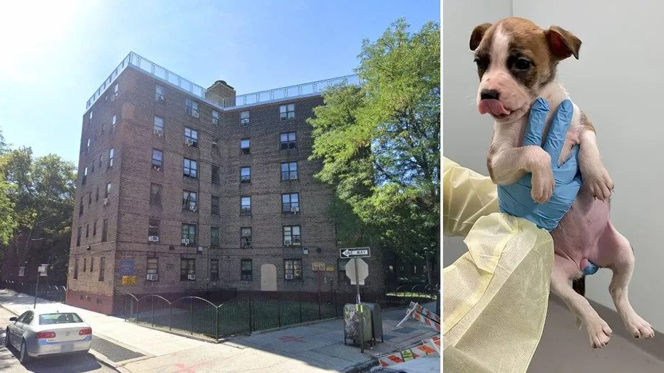 ny-infant-death-688260