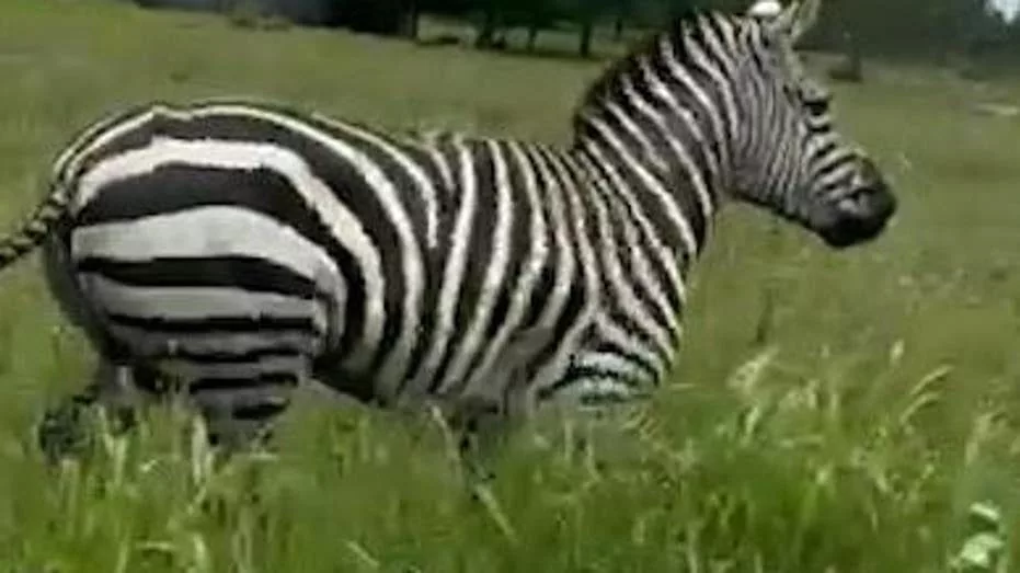 zebra_thumb175191