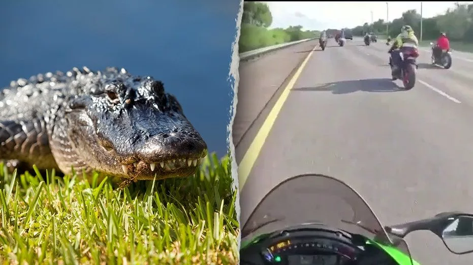 alligator-bike-split359104
