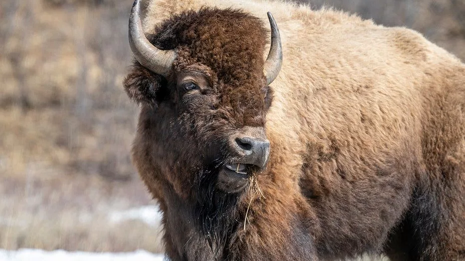 yellowstone-bison932755