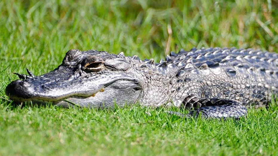 fl-alligator248093