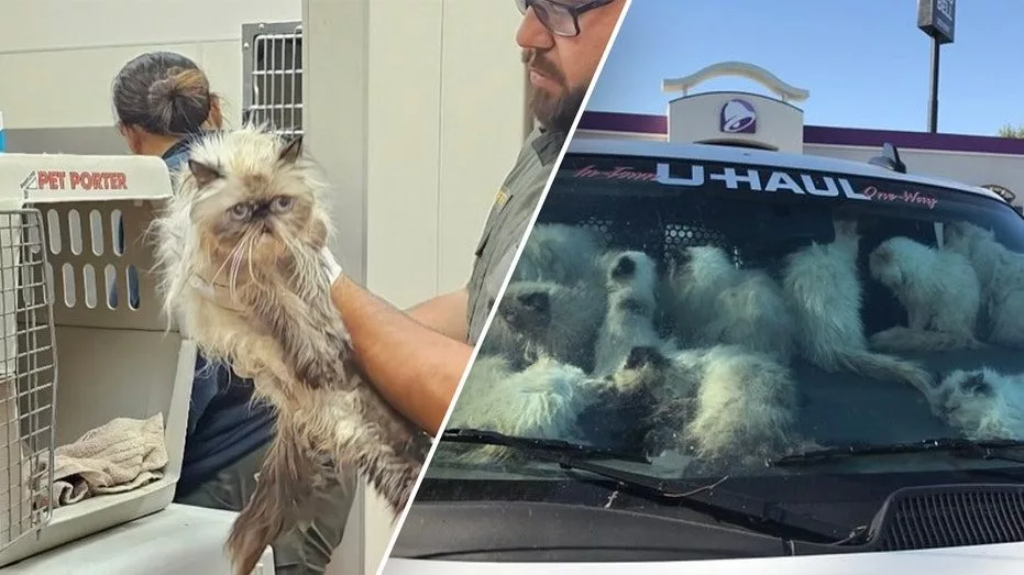 calfornia-cat-rescue929985