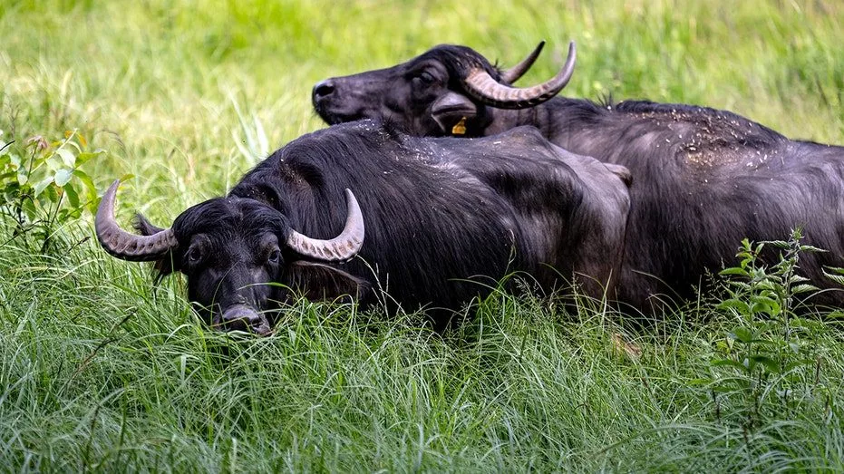 water-buffalo537717