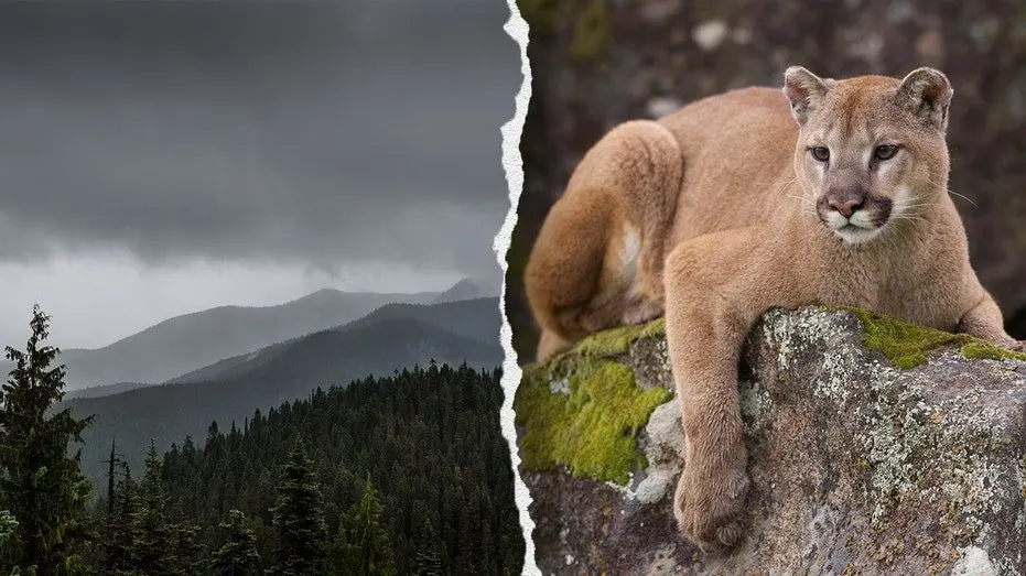 mountain-lion-park633724