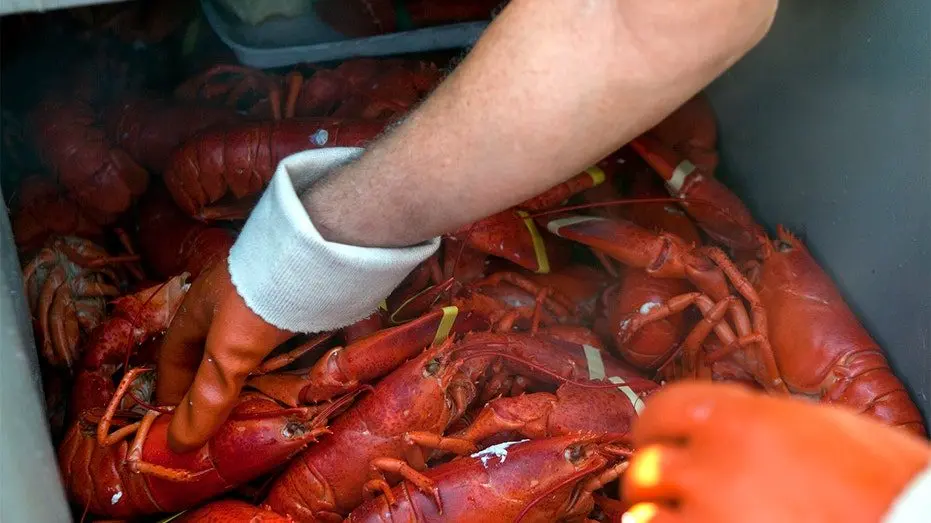 maine-lobster-festival796326