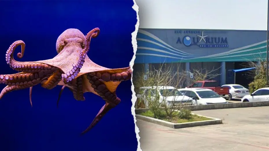 octopus-aquarium-san-antonio161155