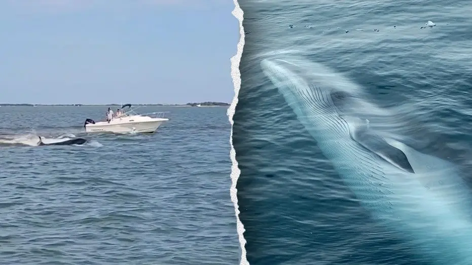 minke-whale-boat-collision641084