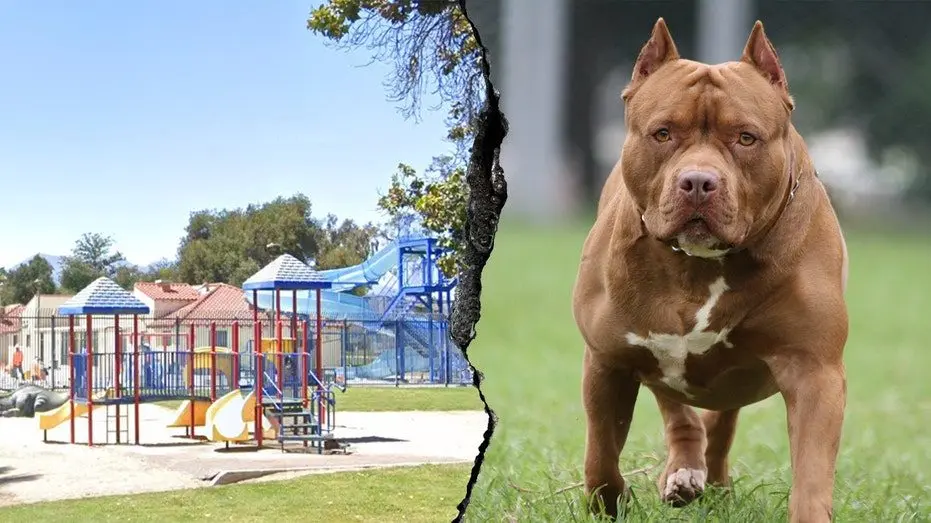 pitbull-attack-san-bernardino682647