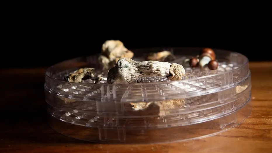 religious-mushrooms125819