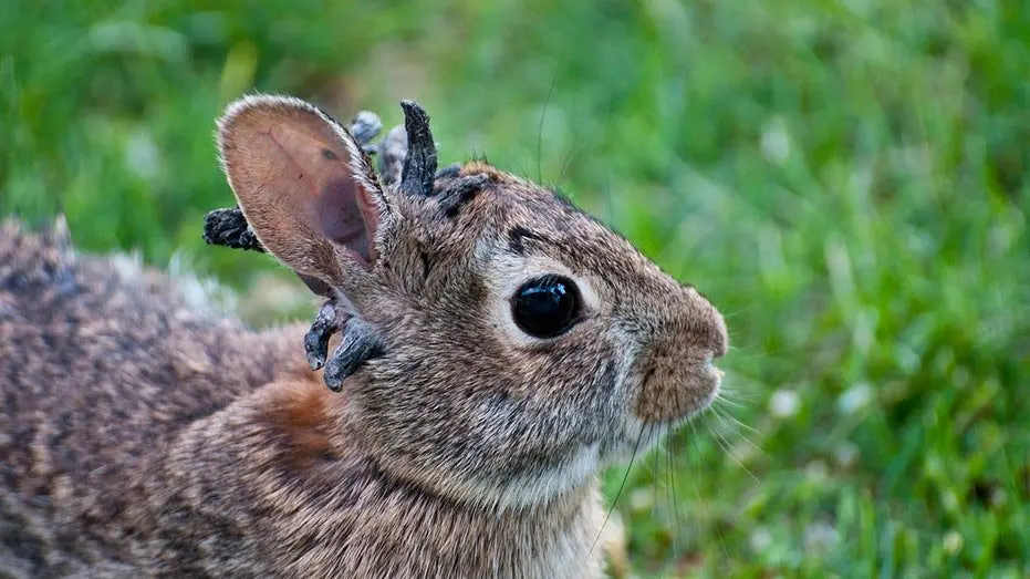 rabbit-with-horn-like-virus462493