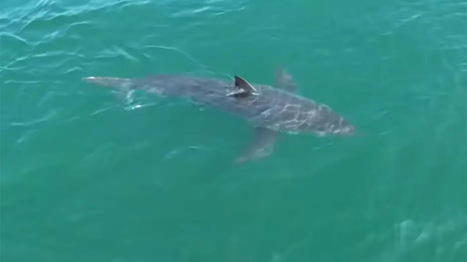 maine-shark-sighting-2585455
