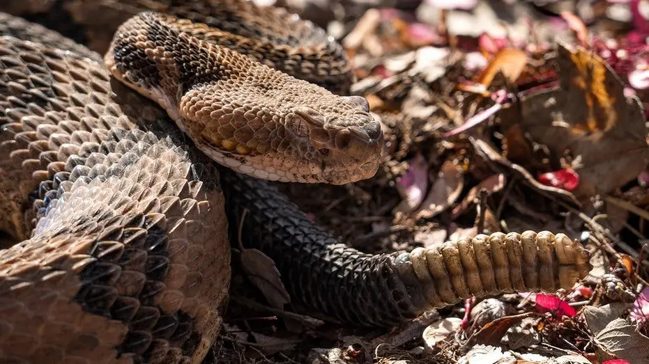 timber-rattlesnake-2811910