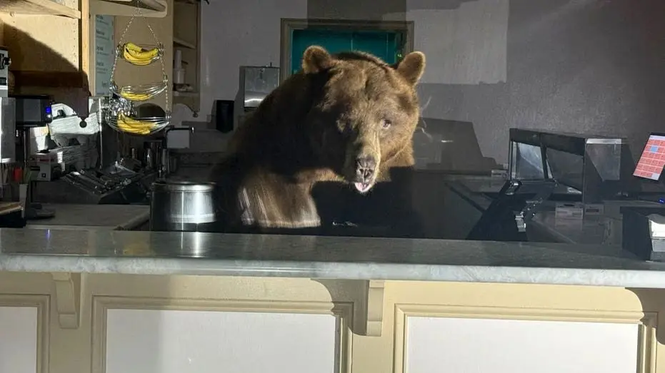 fuzzy-the-bear-lake-tahoe-ice-cream-shop299953