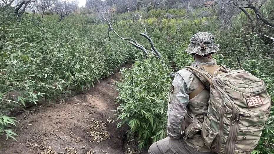 marijuana-at-sequoia-national-park287730