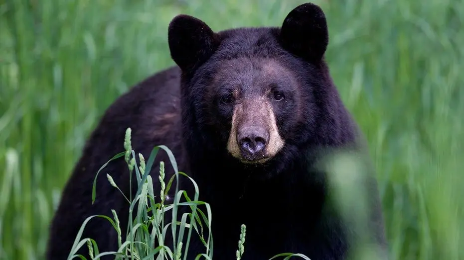black-bear-1499008