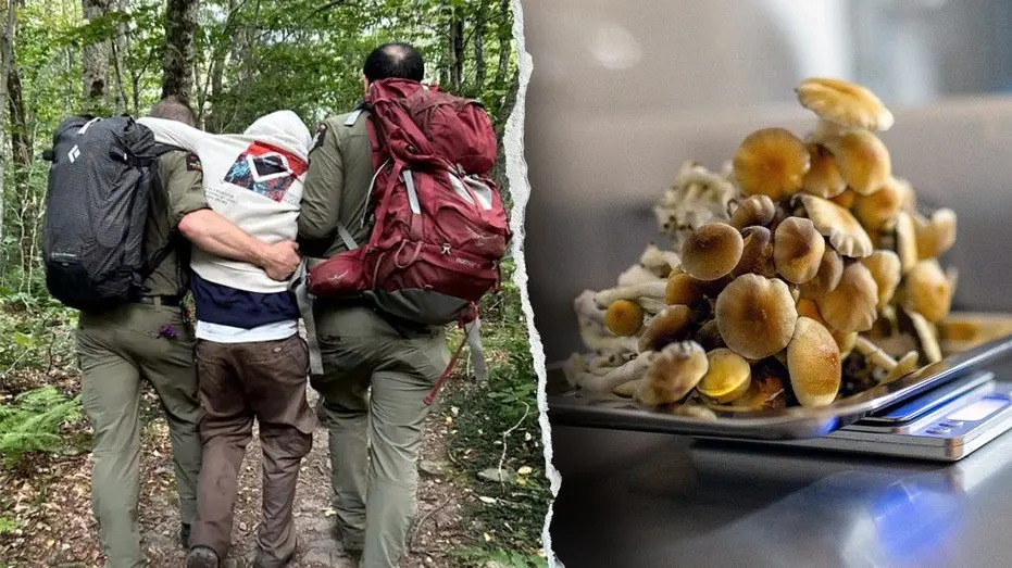 hiker-magic-mushrooms922846