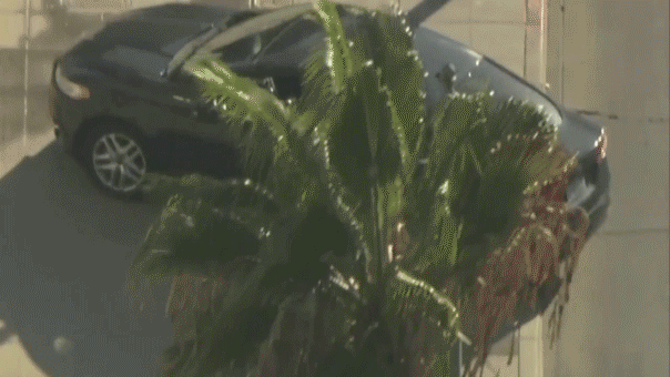 la-city-hall-crash-fox-news-003582008