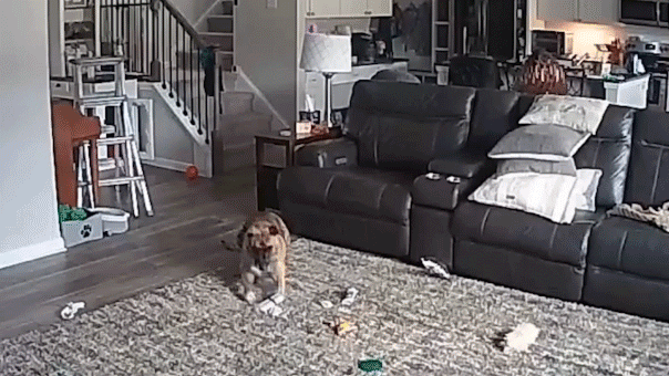 dog-battery-fire-gif-782137