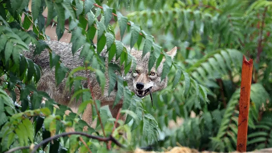 coyote-attacks-oregon-child-in-backyard239724