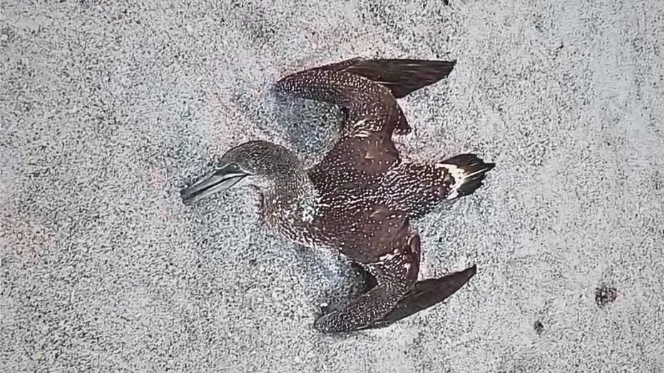 bird-dead-beach509730