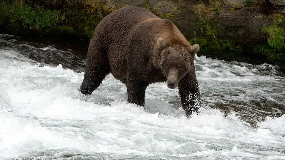 brown-bear-katmai-alaska-fox-news-001786790