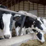 Recent droughts hit the top cattle counties hardest, including in Missouri