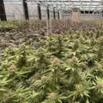 What Trump’s marijuana rescheduling order does — and doesn’t — mean for Missouri cannabis