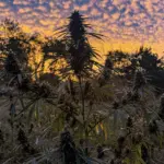 New federal regulations complicate Missouri debate over intoxicating hemp