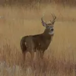 Missouri deer harvest surpasses 300,000 as 2025-26 season rebounds