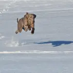 As extreme cold temps strike area keep your pets protected