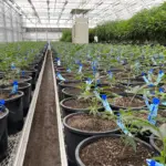 Missouri cannabis growers fined for breaking the ‘immaculate conception’ rule