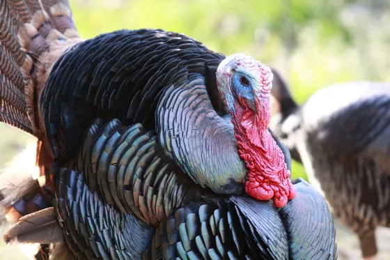 ky-turkey-3