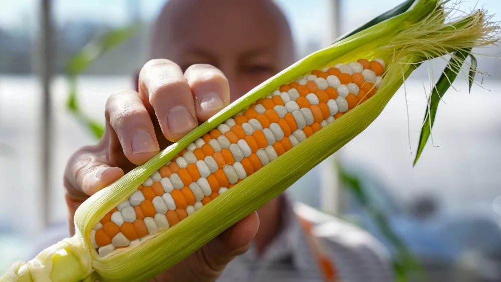 vols-corn