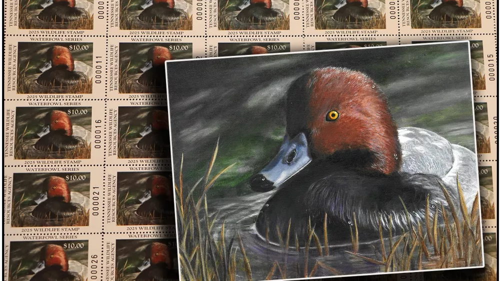 duck-stamp-2025