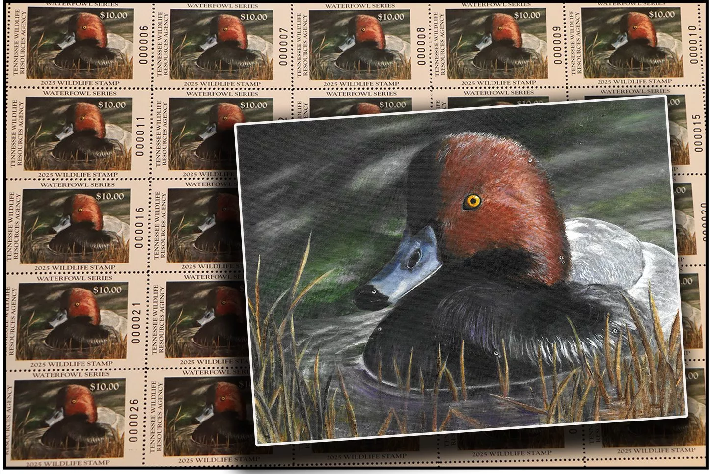 duck-stamp-2025