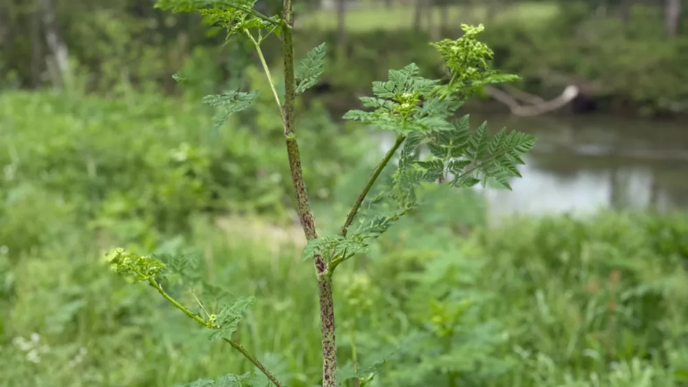poison-hemlock-3