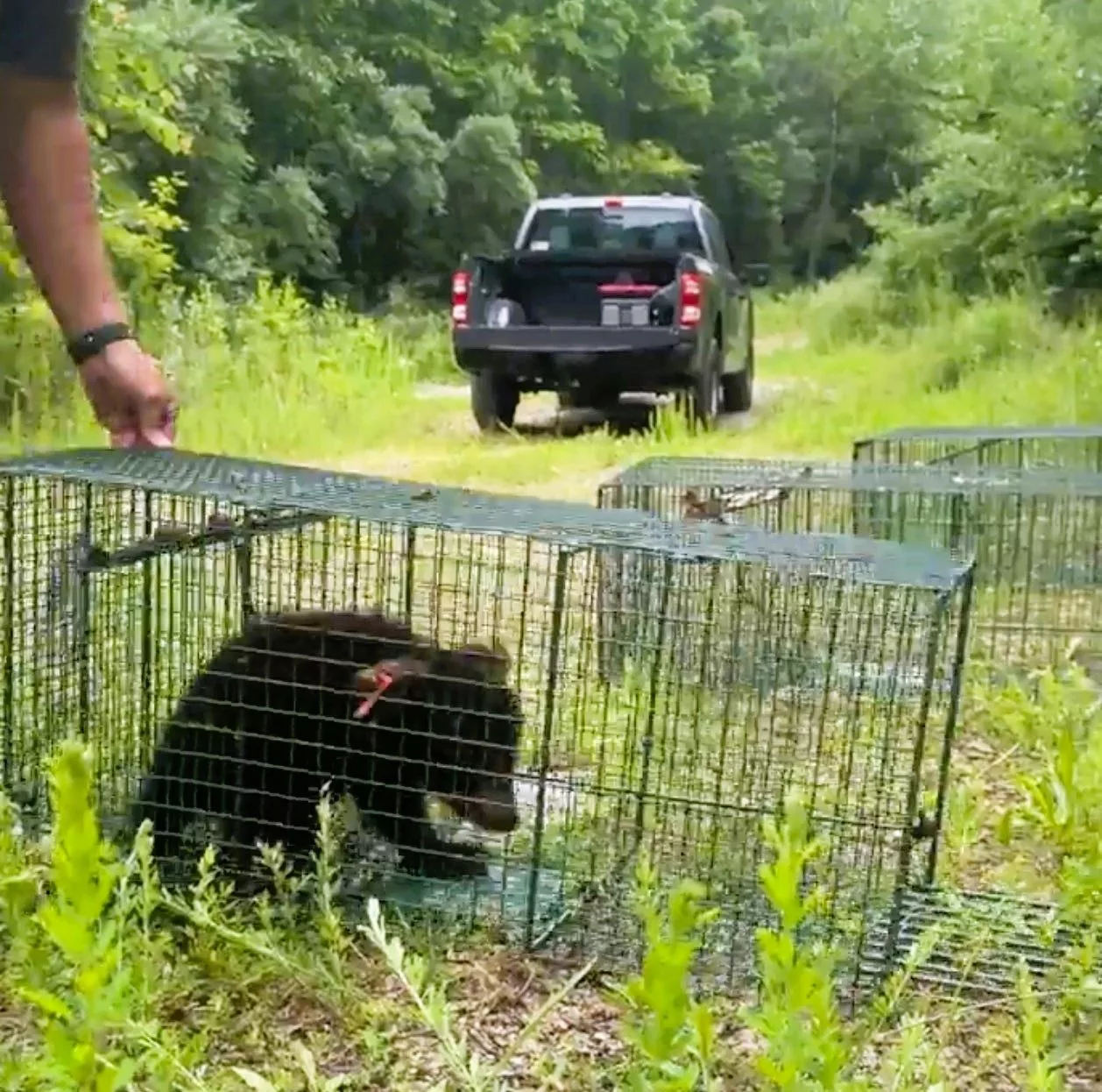 twra-bear-cubs