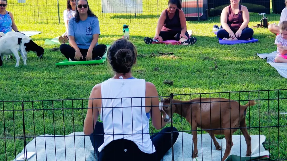 goat-yoga-here-by-me