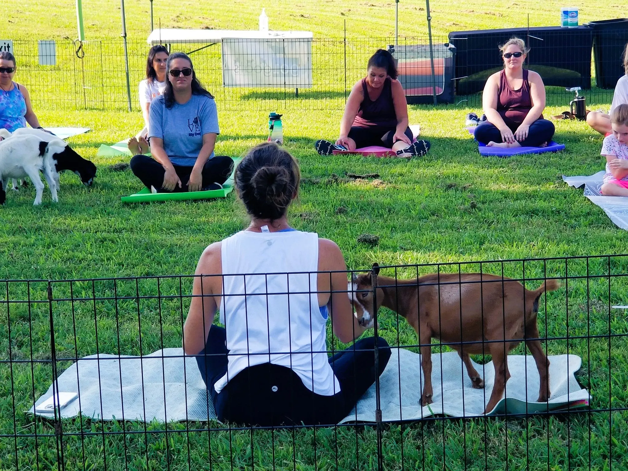 goat-yoga-here-by-me