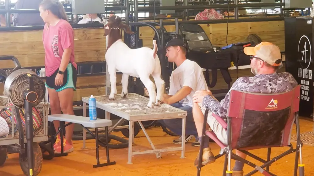 eiffel-25-goat-w-fam