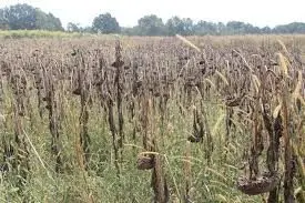 dove-fields-pic-2