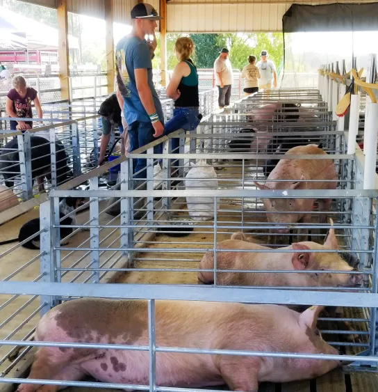 fair-25-hogs-w-wtermelon