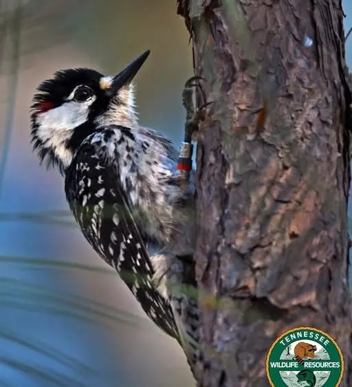 woodpecker