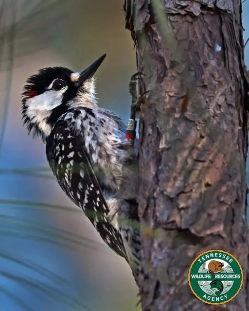 woodpecker