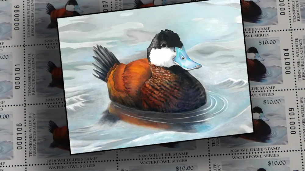 2025_duck_stamp_comp